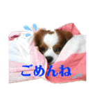 キャバリアのしょこらくん（個別スタンプ：19）