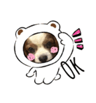 キャバリアのしょこらくん（個別スタンプ：22）