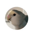 ウチの小鳥〜’ず（個別スタンプ：10）