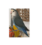 ウチの小鳥〜’ず（個別スタンプ：11）