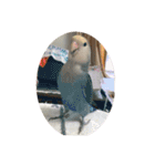ウチの小鳥〜’ず（個別スタンプ：12）