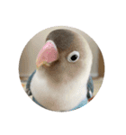 ウチの小鳥〜’ず（個別スタンプ：14）