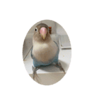 ウチの小鳥〜’ず（個別スタンプ：15）