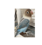 ウチの小鳥〜’ず（個別スタンプ：16）