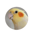 ウチの小鳥〜’ず（個別スタンプ：18）