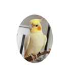 ウチの小鳥〜’ず（個別スタンプ：19）
