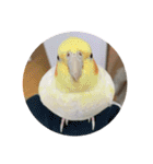 ウチの小鳥〜’ず（個別スタンプ：20）