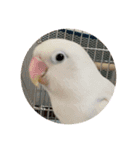 ウチの小鳥〜’ず（個別スタンプ：22）
