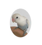 ウチの小鳥〜’ず（個別スタンプ：23）