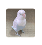 ウチの小鳥〜’ず（個別スタンプ：24）