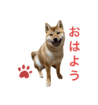 柴犬ムギの日常（個別スタンプ：1）