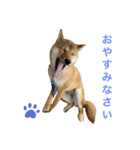 柴犬ムギの日常（個別スタンプ：2）