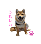 柴犬ムギの日常（個別スタンプ：3）