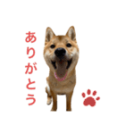 柴犬ムギの日常（個別スタンプ：4）