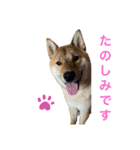 柴犬ムギの日常（個別スタンプ：5）