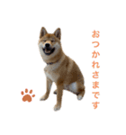 柴犬ムギの日常（個別スタンプ：6）