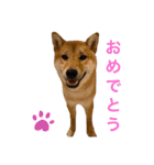 柴犬ムギの日常（個別スタンプ：7）
