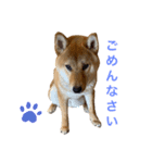 柴犬ムギの日常（個別スタンプ：8）