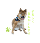 柴犬ムギの日常（個別スタンプ：9）