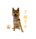 柴犬ムギの日常（個別スタンプ：10）