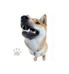 柴犬ムギの日常（個別スタンプ：11）