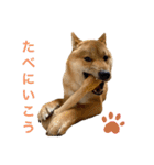 柴犬ムギの日常（個別スタンプ：12）