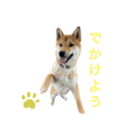 柴犬ムギの日常（個別スタンプ：13）