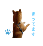 柴犬ムギの日常（個別スタンプ：14）