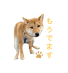 柴犬ムギの日常（個別スタンプ：15）
