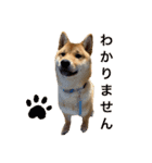 柴犬ムギの日常（個別スタンプ：16）