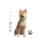柴犬ムギの日常（個別スタンプ：17）