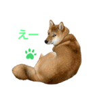 柴犬ムギの日常（個別スタンプ：18）