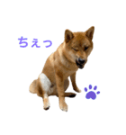 柴犬ムギの日常（個別スタンプ：19）