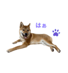 柴犬ムギの日常（個別スタンプ：20）