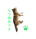 柴犬ムギの日常（個別スタンプ：22）