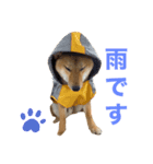 柴犬ムギの日常（個別スタンプ：23）