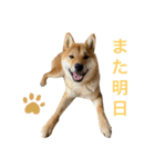 柴犬ムギの日常（個別スタンプ：24）