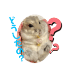 ハムスター 剛（個別スタンプ：1）