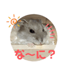 ハムスター 剛（個別スタンプ：3）