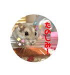 ハムスター 剛（個別スタンプ：7）