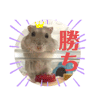 ハムスター 剛（個別スタンプ：13）
