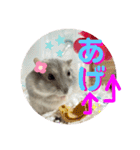 ハムスター 剛（個別スタンプ：15）