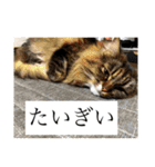reipyon's club 1（個別スタンプ：7）