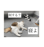 reipyon's club 1（個別スタンプ：8）