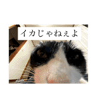 reipyon's club 1（個別スタンプ：10）