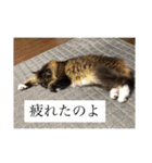 reipyon's club 1（個別スタンプ：12）