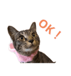 Catsスタンプ いつでも！（個別スタンプ：1）