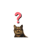 Catsスタンプ いつでも！（個別スタンプ：3）
