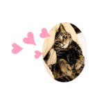 Catsスタンプ いつでも！（個別スタンプ：4）