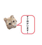 Catsスタンプ いつでも！（個別スタンプ：5）